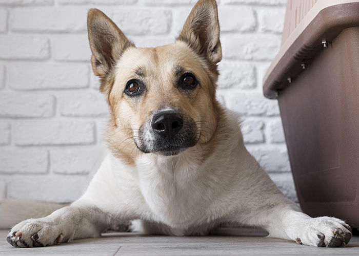 Bigode do cachorro – Conheça 7 curiosidades legais