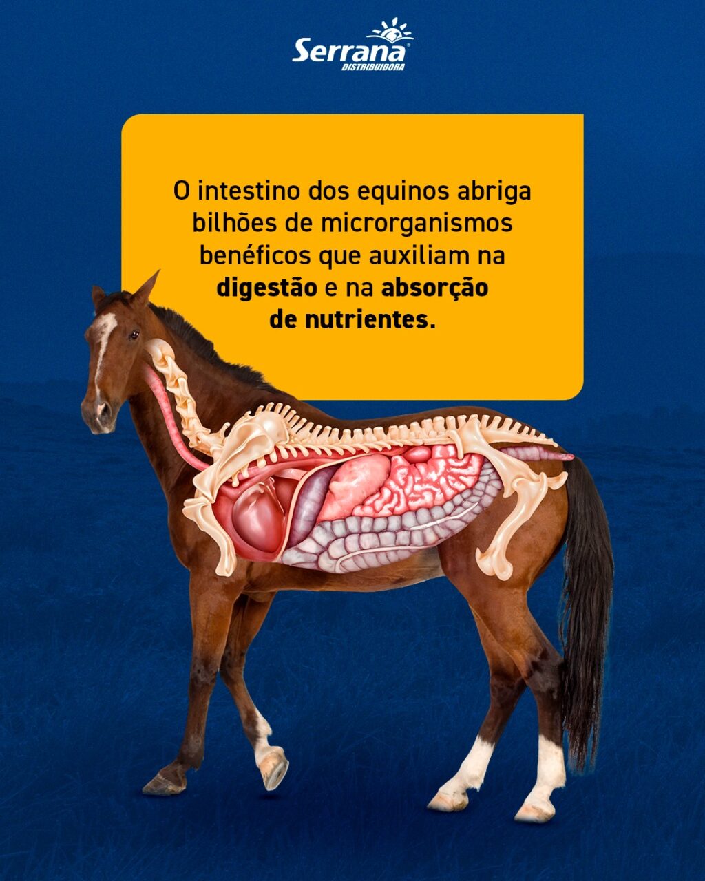 Instagram post from serranadistribuidora. This post is in position 3.