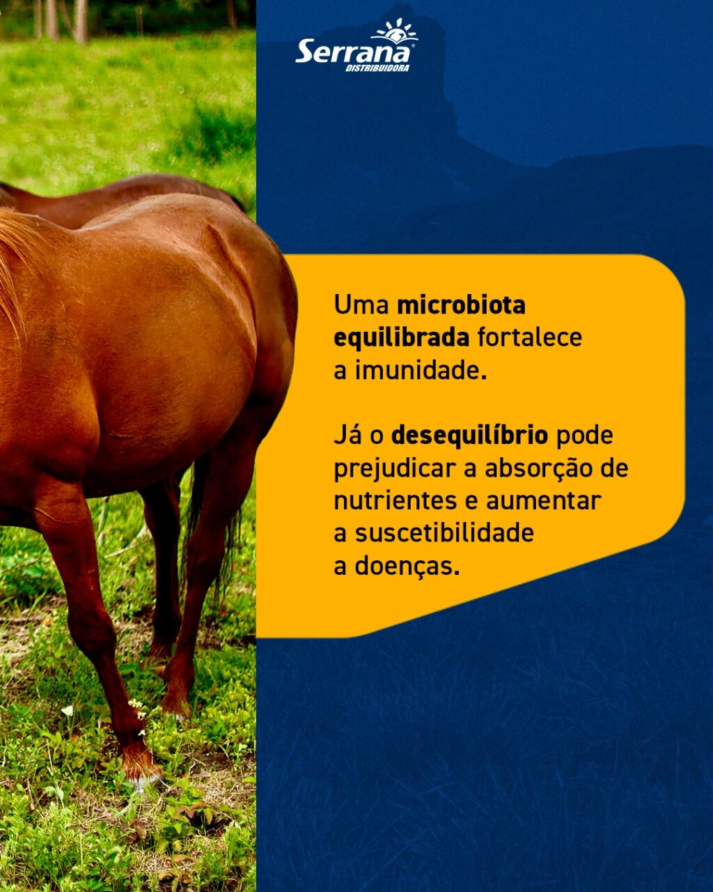 Instagram post from serranadistribuidora. This post is in position 2.
