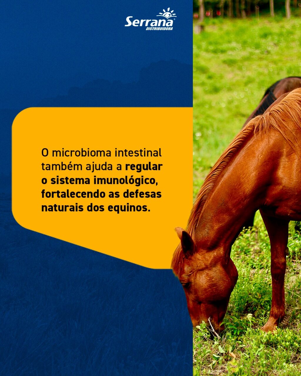 Instagram post from serranadistribuidora. This post is in position 1.