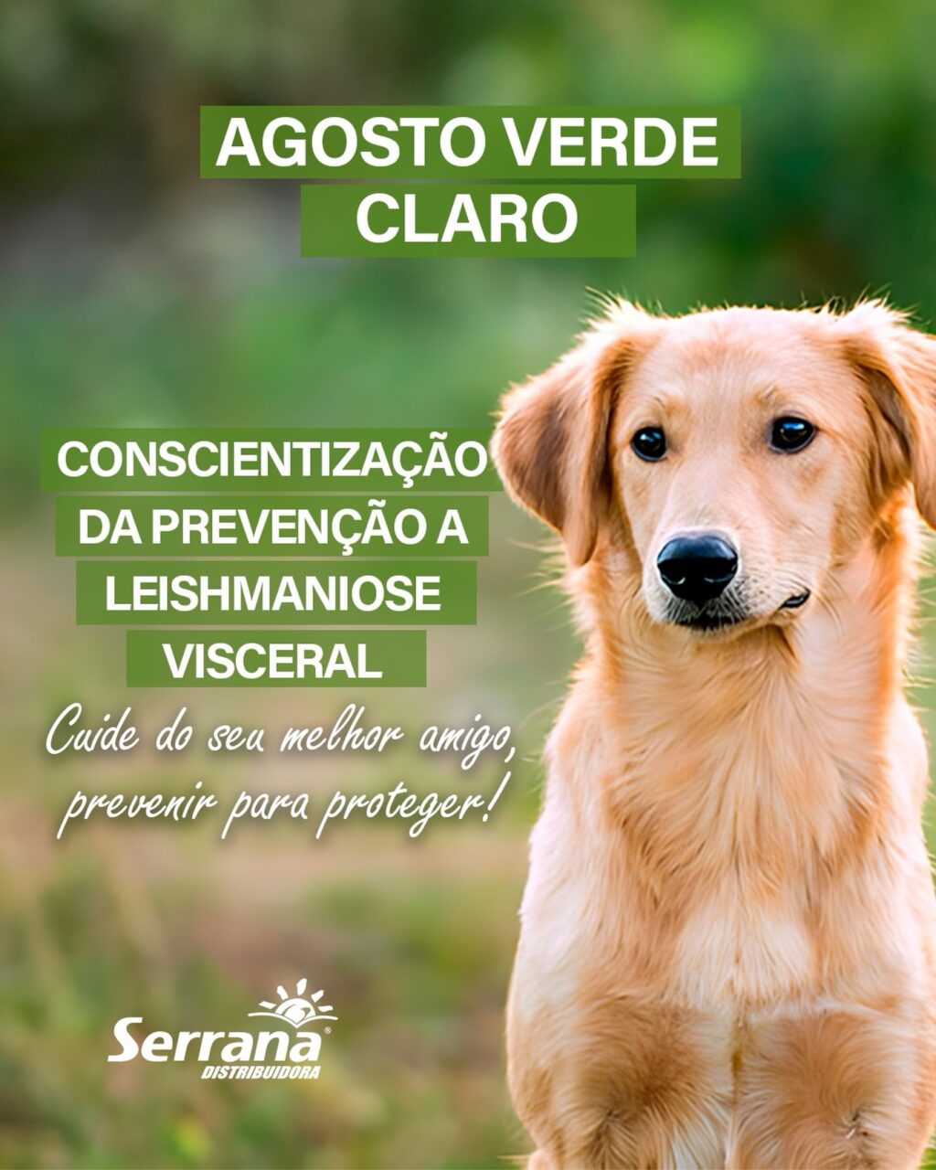 Instagram post from serranadistribuidora. This post is in position 1.